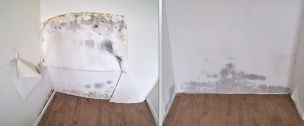 Best Attic Mold Removal  in Syracuse, IN